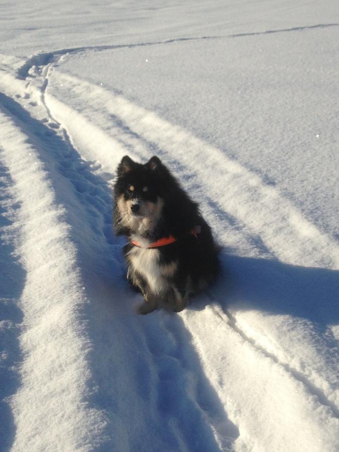 Mora Vandrarhem Och Gaesthem Vinäs Екстериор снимка